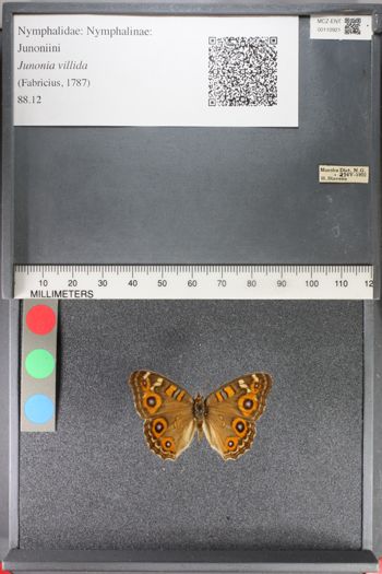 Media type: image;   Entomology 110921